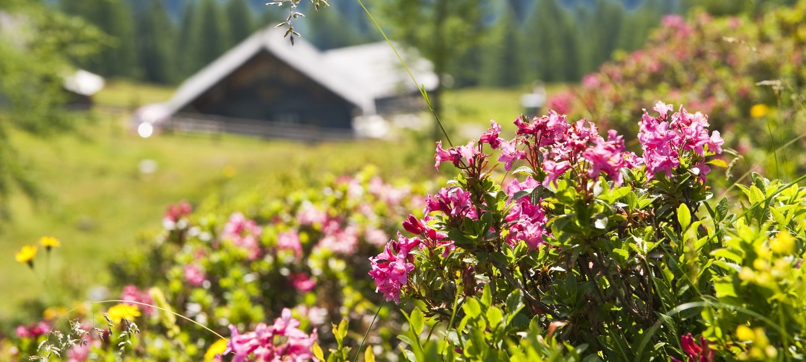 Sommer Urlaub Hotel Steiner Altenmarkt-Zauchensee